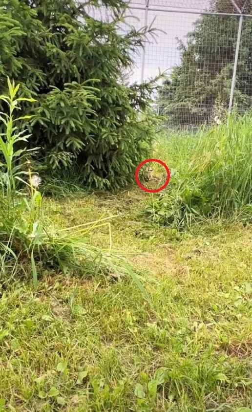 Optical Illusion Can You Spot the Hidden Tiger in 7 Seconds?